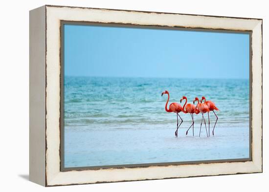 Flamingos and Ocean-Lantern Press-Framed Stretched Canvas