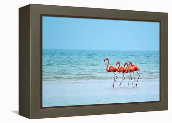 Flamingos and Ocean-Lantern Press-Framed Stretched Canvas