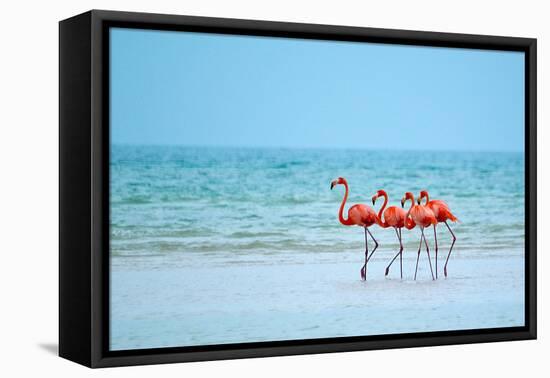 Flamingos and Ocean-Lantern Press-Framed Stretched Canvas