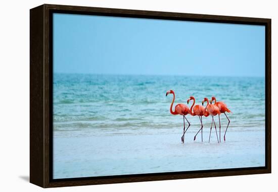 Flamingos and Ocean-Lantern Press-Framed Stretched Canvas