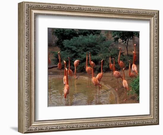 Flamingos at Forest Park, St. Louis Zoo, St. Louis, Missouri, USA-Connie Ricca-Framed Photographic Print