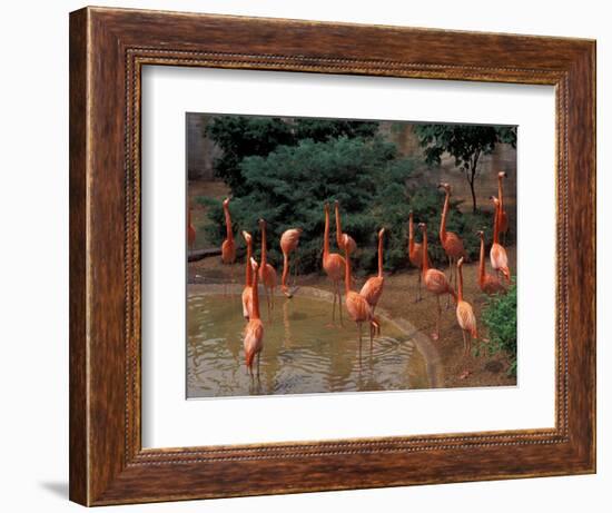 Flamingos at Forest Park, St. Louis Zoo, St. Louis, Missouri, USA-Connie Ricca-Framed Photographic Print