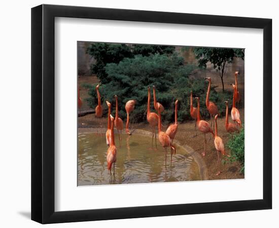 Flamingos at Forest Park, St. Louis Zoo, St. Louis, Missouri, USA-Connie Ricca-Framed Photographic Print