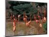 Flamingos at Forest Park, St. Louis Zoo, St. Louis, Missouri, USA-Connie Ricca-Mounted Photographic Print