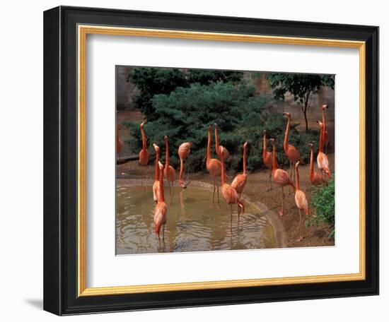 Flamingos at Forest Park, St. Louis Zoo, St. Louis, Missouri, USA-Connie Ricca-Framed Photographic Print