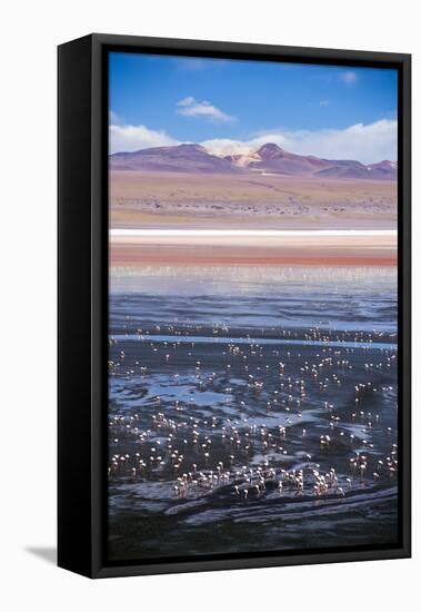 Flamingos at Laguna Colorada (Red Lagoon), Bolivia-Matthew Williams-Ellis-Framed Premier Image Canvas