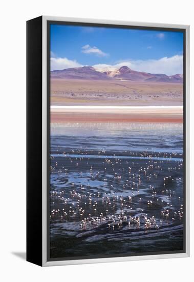 Flamingos at Laguna Colorada (Red Lagoon), Bolivia-Matthew Williams-Ellis-Framed Premier Image Canvas