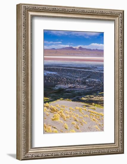 Flamingos at Laguna Colorada (Red Lagoon), Bolivia-Matthew Williams-Ellis-Framed Photographic Print