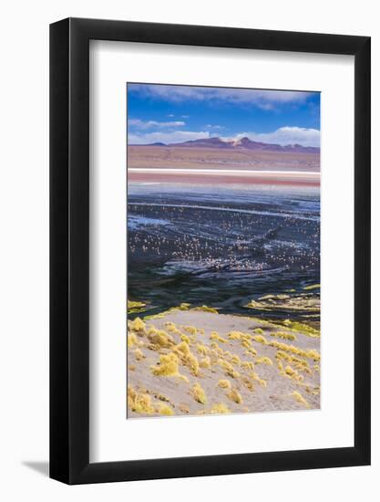 Flamingos at Laguna Colorada (Red Lagoon), Bolivia-Matthew Williams-Ellis-Framed Photographic Print