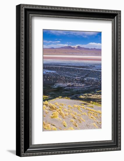 Flamingos at Laguna Colorada (Red Lagoon), Bolivia-Matthew Williams-Ellis-Framed Photographic Print