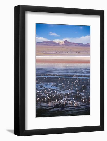 Flamingos at Laguna Colorada (Red Lagoon), Bolivia-Matthew Williams-Ellis-Framed Photographic Print