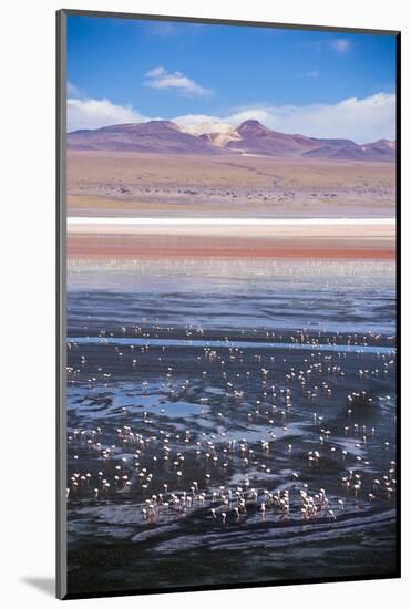 Flamingos at Laguna Colorada (Red Lagoon), Bolivia-Matthew Williams-Ellis-Mounted Photographic Print