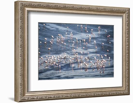 Flamingos at Laguna Colorada (Red Lagoon), Bolivia-Matthew Williams-Ellis-Framed Photographic Print
