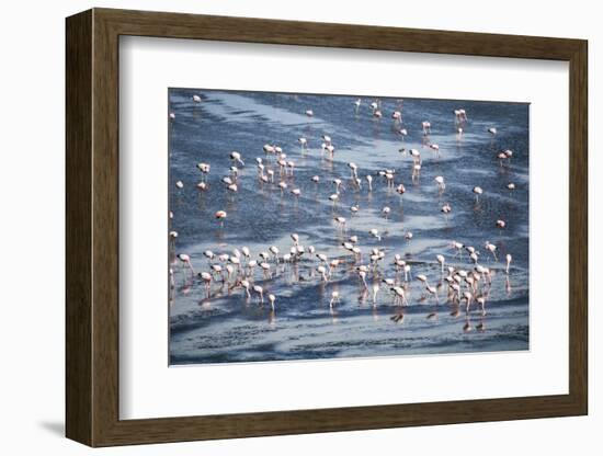 Flamingos at Laguna Colorada (Red Lagoon), Bolivia-Matthew Williams-Ellis-Framed Photographic Print