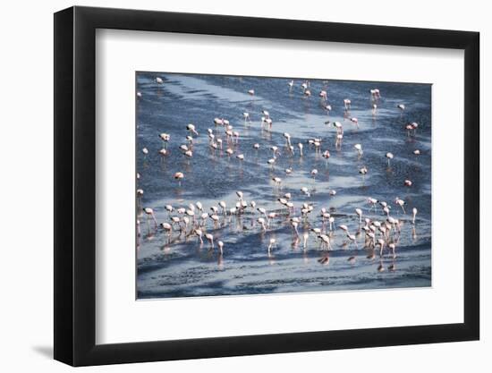 Flamingos at Laguna Colorada (Red Lagoon), Bolivia-Matthew Williams-Ellis-Framed Photographic Print