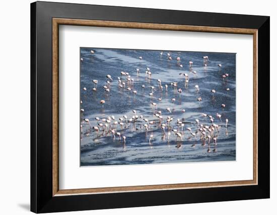 Flamingos at Laguna Colorada (Red Lagoon), Bolivia-Matthew Williams-Ellis-Framed Photographic Print