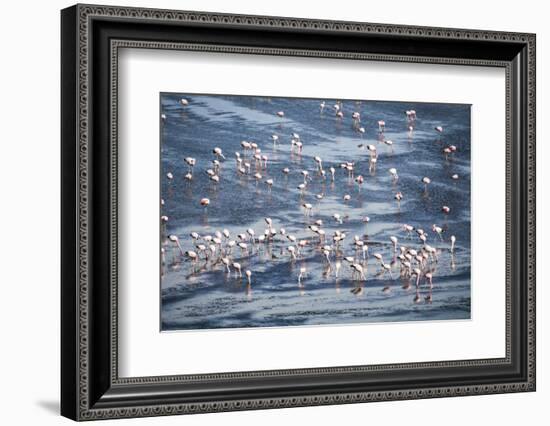 Flamingos at Laguna Colorada (Red Lagoon), Bolivia-Matthew Williams-Ellis-Framed Photographic Print