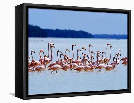 Flamingos at Laguna Oviedo, Dominican Republic, Caribbean-Greg Johnston-Framed Premier Image Canvas