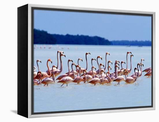 Flamingos at Laguna Oviedo, Dominican Republic, Caribbean-Greg Johnston-Framed Premier Image Canvas