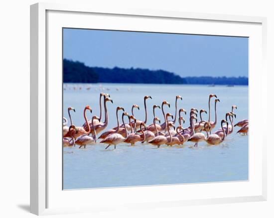 Flamingos at Laguna Oviedo, Dominican Republic, Caribbean-Greg Johnston-Framed Photographic Print