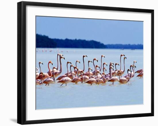 Flamingos at Laguna Oviedo, Dominican Republic, Caribbean-Greg Johnston-Framed Photographic Print