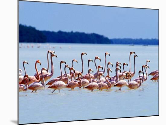 Flamingos at Laguna Oviedo, Dominican Republic, Caribbean-Greg Johnston-Mounted Photographic Print