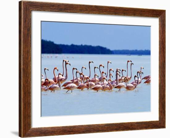 Flamingos at Laguna Oviedo, Dominican Republic, Caribbean-Greg Johnston-Framed Photographic Print