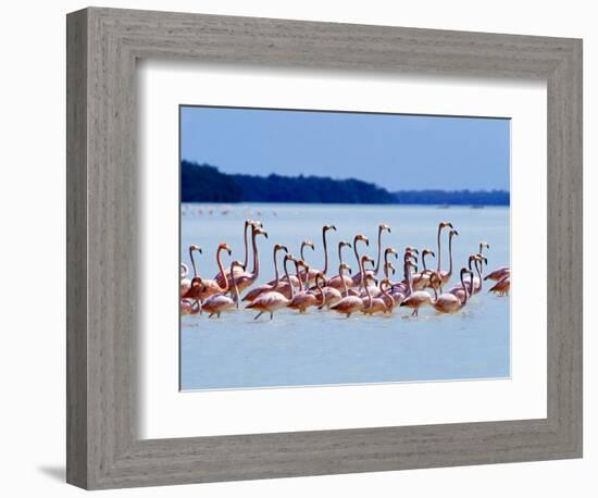 Flamingos at Laguna Oviedo, Dominican Republic, Caribbean-Greg Johnston-Framed Photographic Print