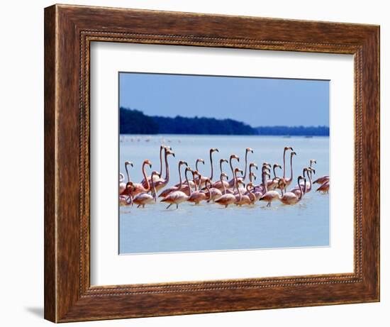 Flamingos at Laguna Oviedo, Dominican Republic, Caribbean-Greg Johnston-Framed Photographic Print