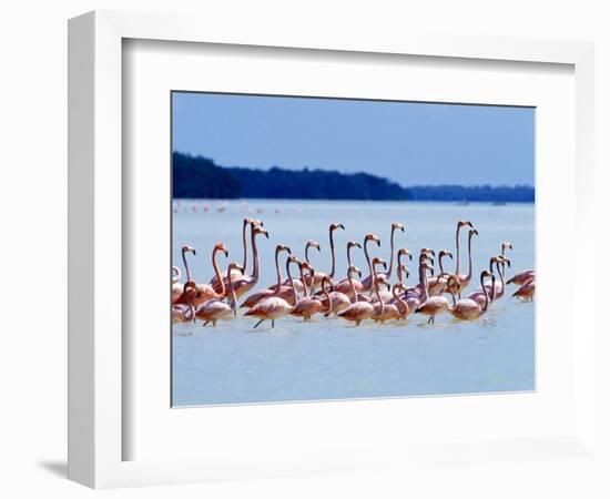 Flamingos at Laguna Oviedo, Dominican Republic, Caribbean-Greg Johnston-Framed Photographic Print