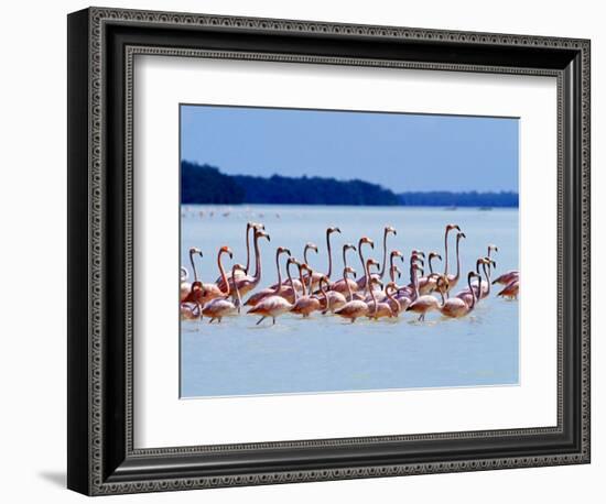 Flamingos at Laguna Oviedo, Dominican Republic, Caribbean-Greg Johnston-Framed Photographic Print