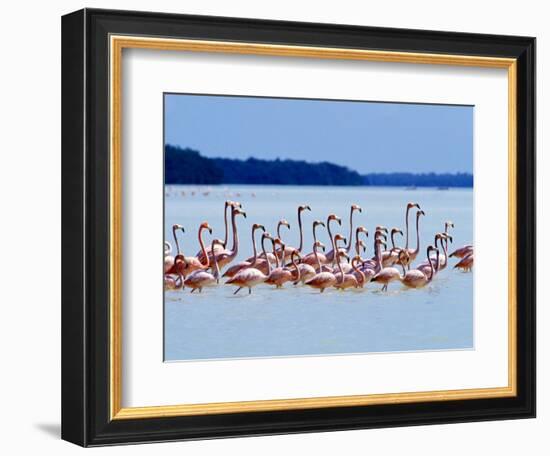 Flamingos at Laguna Oviedo, Dominican Republic, Caribbean-Greg Johnston-Framed Photographic Print