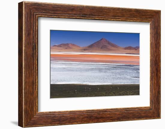 Flamingos at Red Lagoon (Laguna Colorada), Bolivia-Matthew Williams-Ellis-Framed Photographic Print