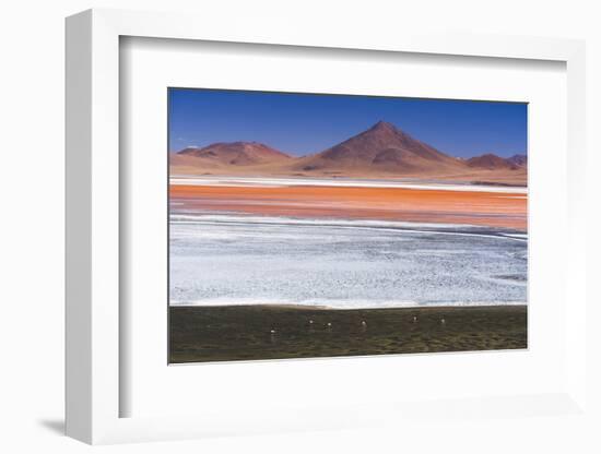 Flamingos at Red Lagoon (Laguna Colorada), Bolivia-Matthew Williams-Ellis-Framed Photographic Print