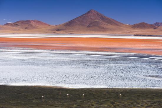 flamingos at red lagoon laguna colorada bolivia photographic