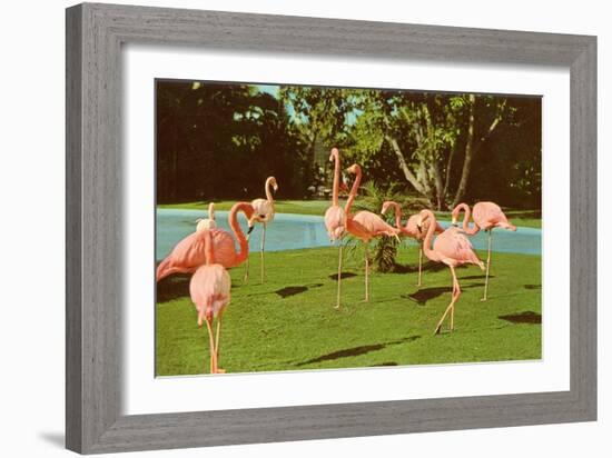Flamingos at San Diego Zoo-null-Framed Premium Giclee Print