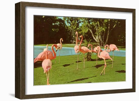 Flamingos at San Diego Zoo-null-Framed Premium Giclee Print