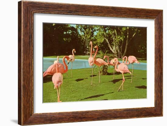 Flamingos at San Diego Zoo-null-Framed Premium Giclee Print