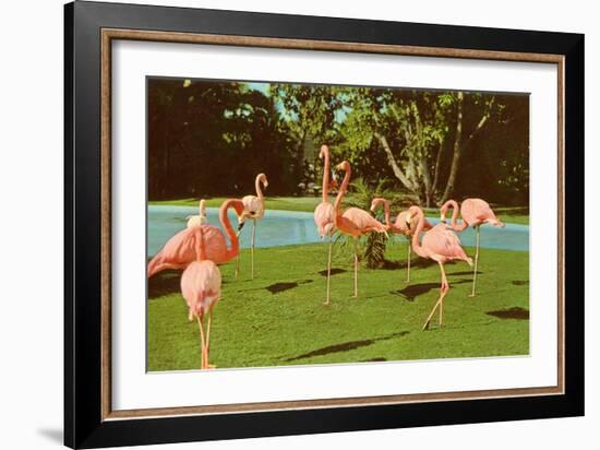 Flamingos at San Diego Zoo-null-Framed Premium Giclee Print