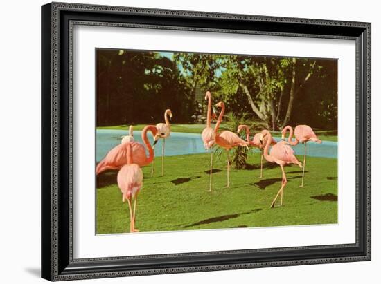 Flamingos at San Diego Zoo-null-Framed Premium Giclee Print