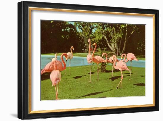 Flamingos at San Diego Zoo-null-Framed Premium Giclee Print