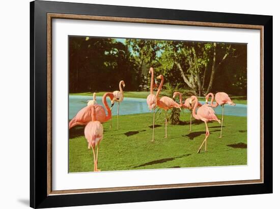 Flamingos at San Diego Zoo-null-Framed Art Print