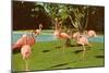 Flamingos at San Diego Zoo-null-Mounted Art Print