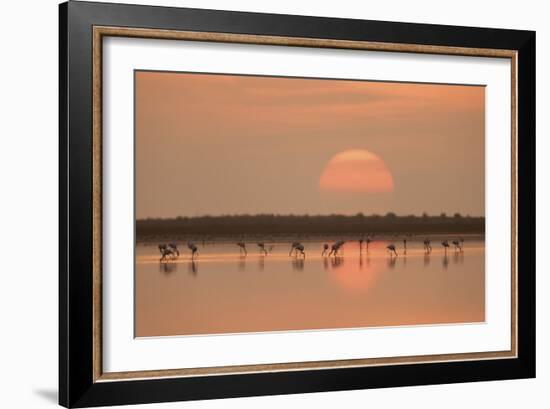 Flamingos At Sunrise-Joan Gil Raga-Framed Giclee Print