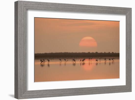 Flamingos At Sunrise-Joan Gil Raga-Framed Giclee Print