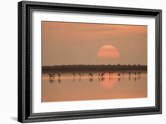 Flamingos At Sunrise-Joan Gil Raga-Framed Giclee Print