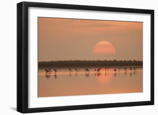 Flamingos At Sunrise-Joan Gil Raga-Framed Giclee Print