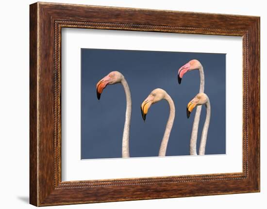 Flamingos Close-Up-Xavier Ortega-Framed Photographic Print