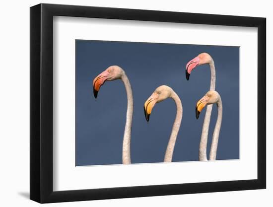 Flamingos Close-Up-Xavier Ortega-Framed Photographic Print