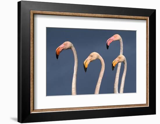 Flamingos Close-Up-Xavier Ortega-Framed Photographic Print